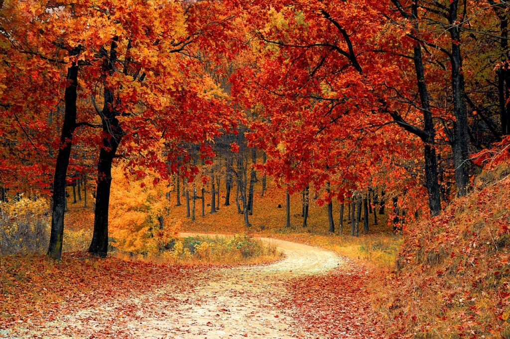 Hou je van de herfst of heb je last van een herfstdip?